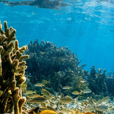 Wonders in the Deep